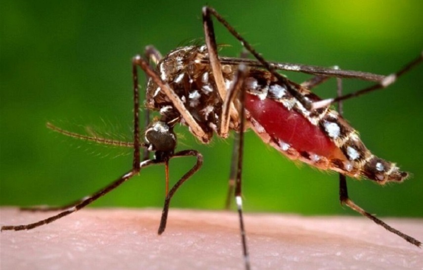 dengue