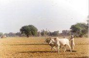 सर्दी की दस्तक के साथ रबी की बुवाई शुरू