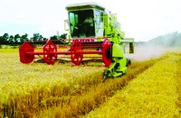 हार्वेस्टर से धान कटाई का रेट सुनकर किसानों के छूट रहे पसीने