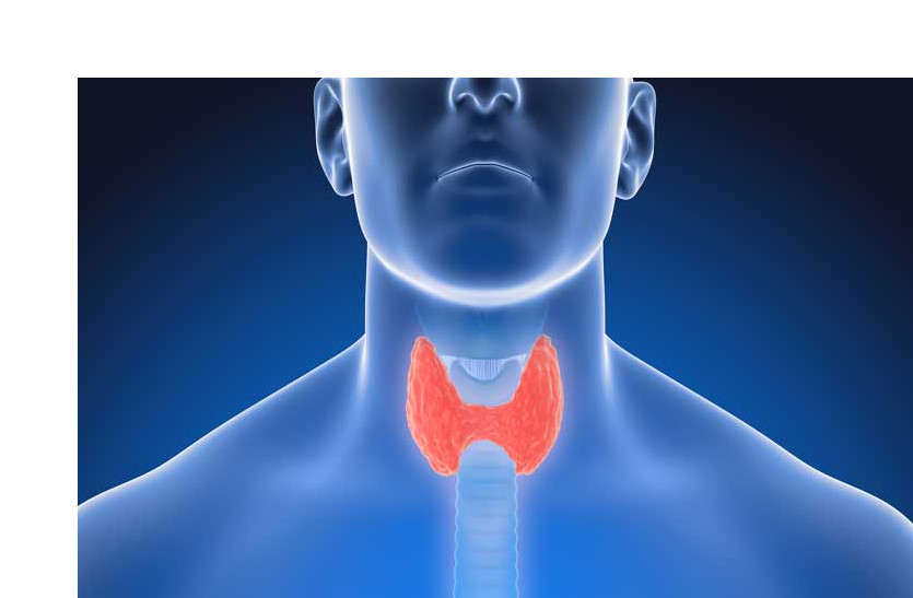 thyroid