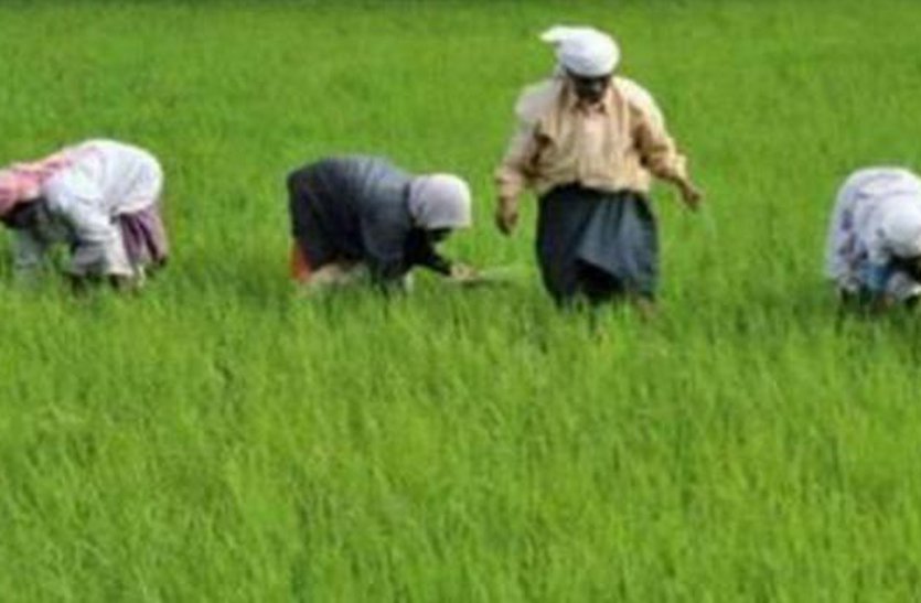 Starting rabi sowing with the clatter of pink winter