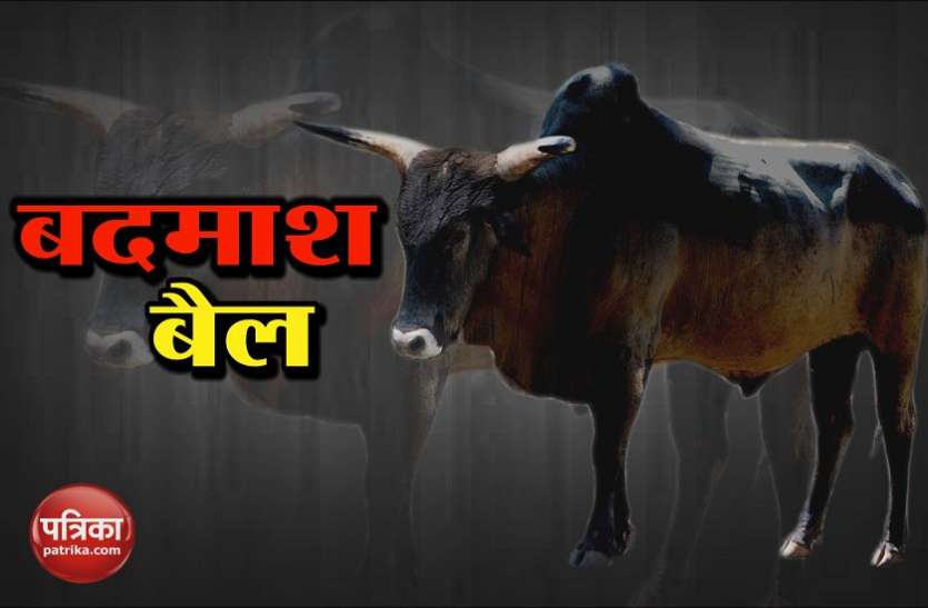 bull