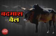 bull