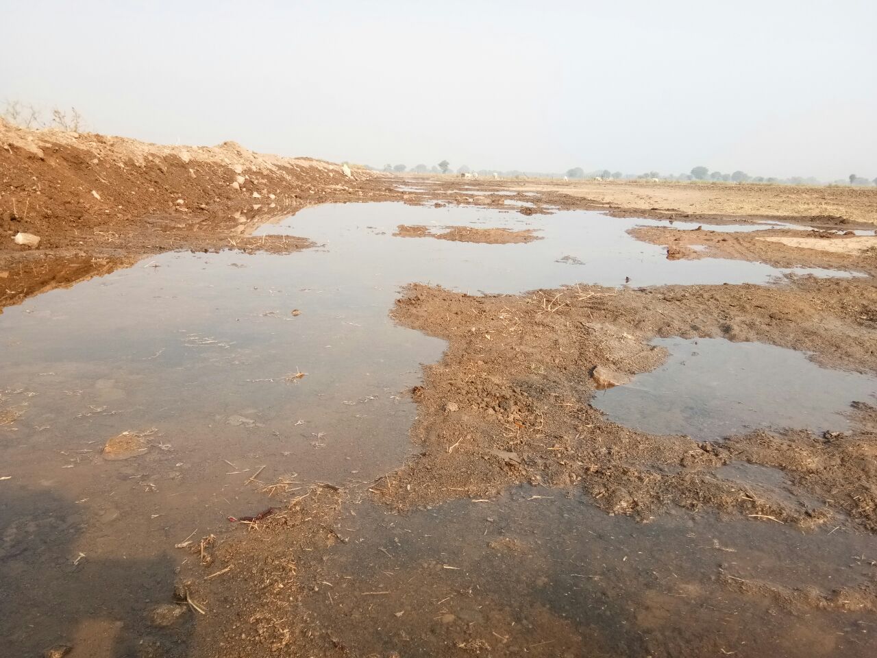 BHIG NEWS: किसानों पर संकट बादल मंडराना शुरू , 2 दिन पहले भीमसागर बांध नहरों हुआ जल प्रवाह शुरू , अब जगह -जगह सिपेज से खेतों में पानी भराना हुआ शुरू