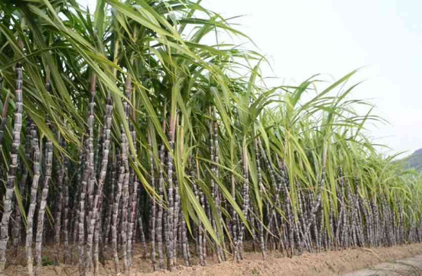 sugar cane