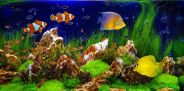 Fish Aquarium Craze In Alwar On Diwali