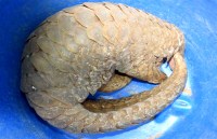pangolin