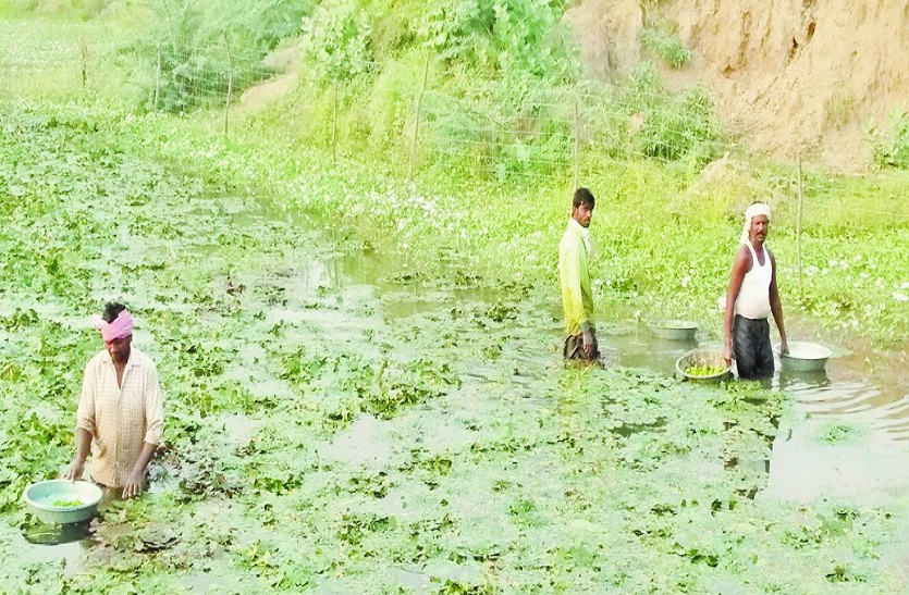 सिंघाड़े चुनते हुए किसान।