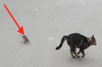 rat chasing cat