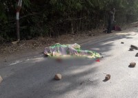 Dead body on the road
