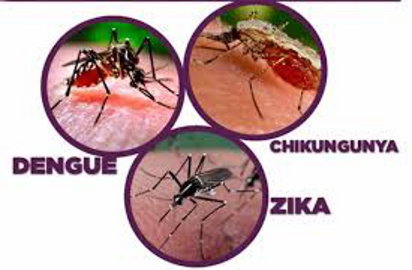 zika and dengue attack on gwalior city
