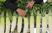 muli for weight loss