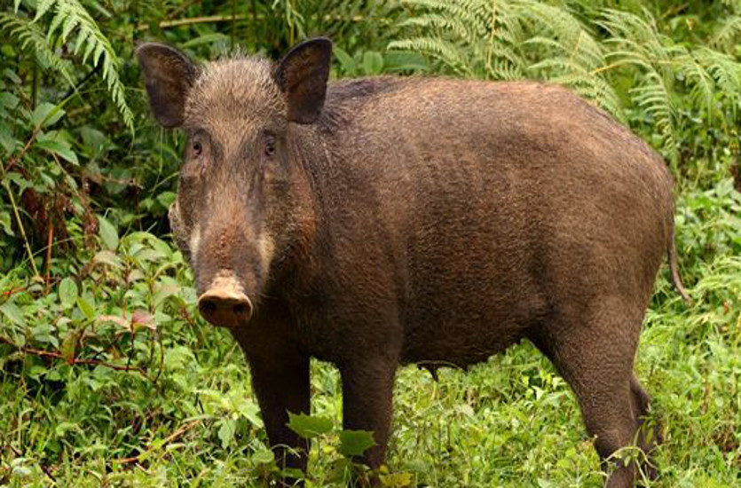 संरक्षित जनजाति पहाड़ी कोरवा के एक युवक की मौत
