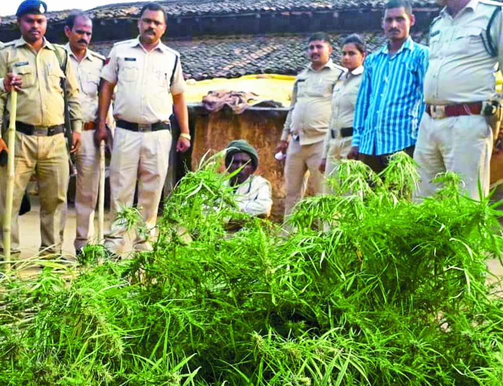 The case of the village of Chahali: farming of ganja was under the guise of vegetable, the accused threw