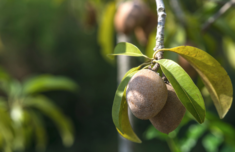 sapodilla