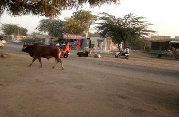 More than ten thousand 'Nandi' are roaming in the district