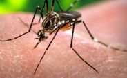 dengue