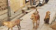 jaisalmer
