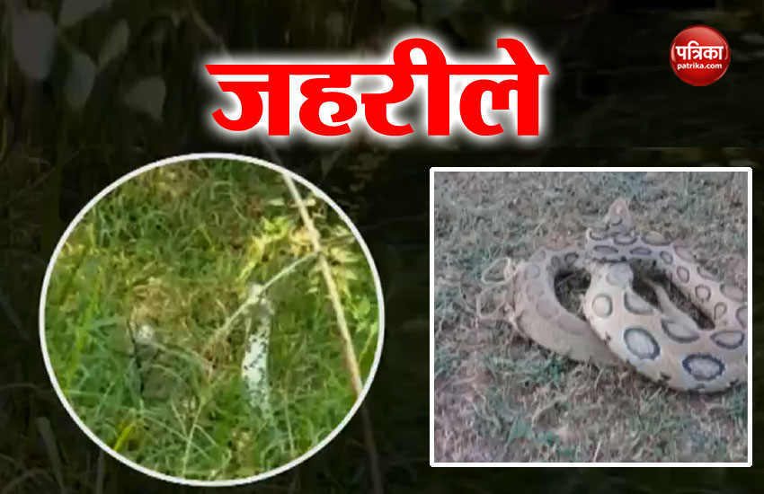 Video: जेल के भीतर मिले दुनिया के सबसे खतरनाक सांप, मचा हड़कंप