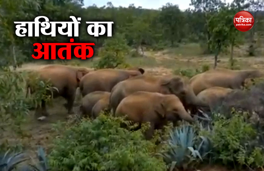 Video: हाथियों ने जमकर मचाया उत्पात, हमले में एक शख्स की मौत