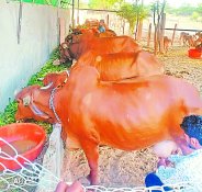 बिजनेस मैनेजमेंट के छात्र ने खोली दूध डेयरी, बना मिसाल