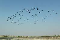 साइबेरियन मेहमानों को रास आया बाढ़ाणा, हर साल आते हैं यहां, पढि़ए पूरा समाचार