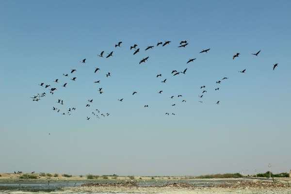साइबेरियन मेहमानों को रास आया बाढ़ाणा, हर साल आते हैं यहां, पढि़ए पूरा समाचार