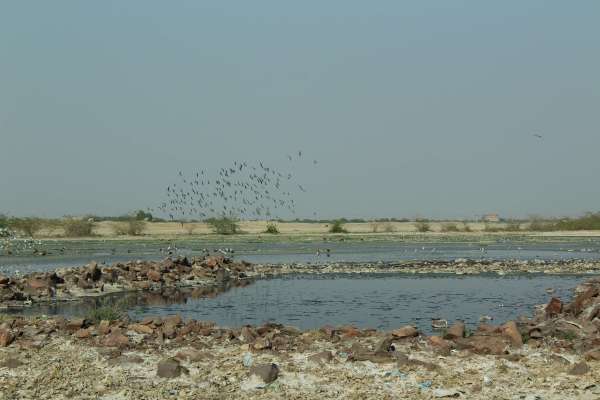 साइबेरियन मेहमानों को रास आया बाढ़ाणा, हर साल आते हैं यहां, पढि़ए पूरा समाचार