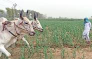 farmer