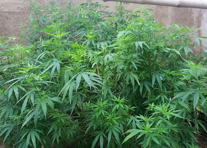 Green plants of ganja