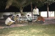 sirohi