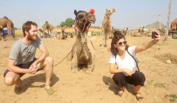 Preparations for International Pushkar Animal Fair