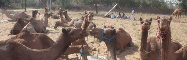 Preparations for International Pushkar Animal Fair