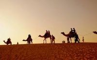 Camel safari