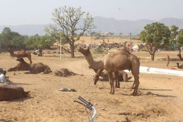 Preparations for International Pushkar Animal Fair