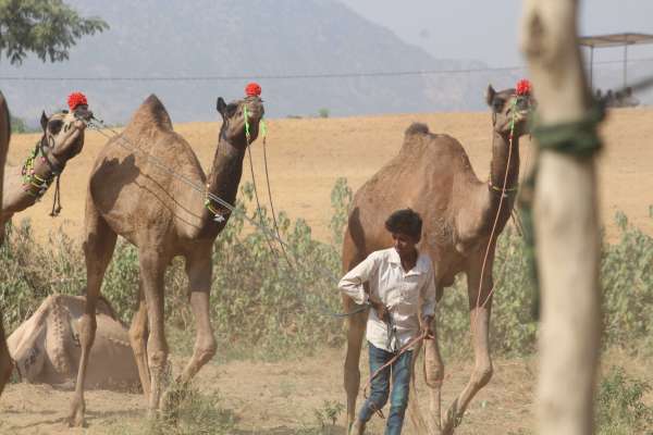 Preparations for International Pushkar Animal Fair
