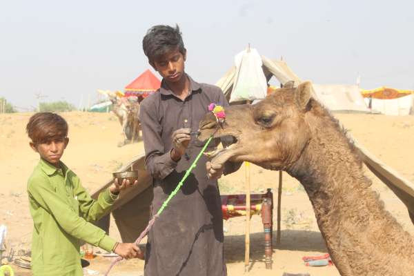 Preparations for International Pushkar Animal Fair