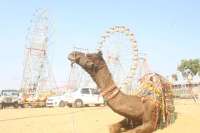 Preparations for International Pushkar Animal Fair