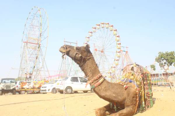 Preparations for International Pushkar Animal Fair