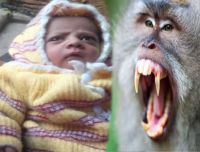 Monkey brutally Killed Child