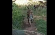 Tigerss