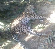 PANTHER DIED