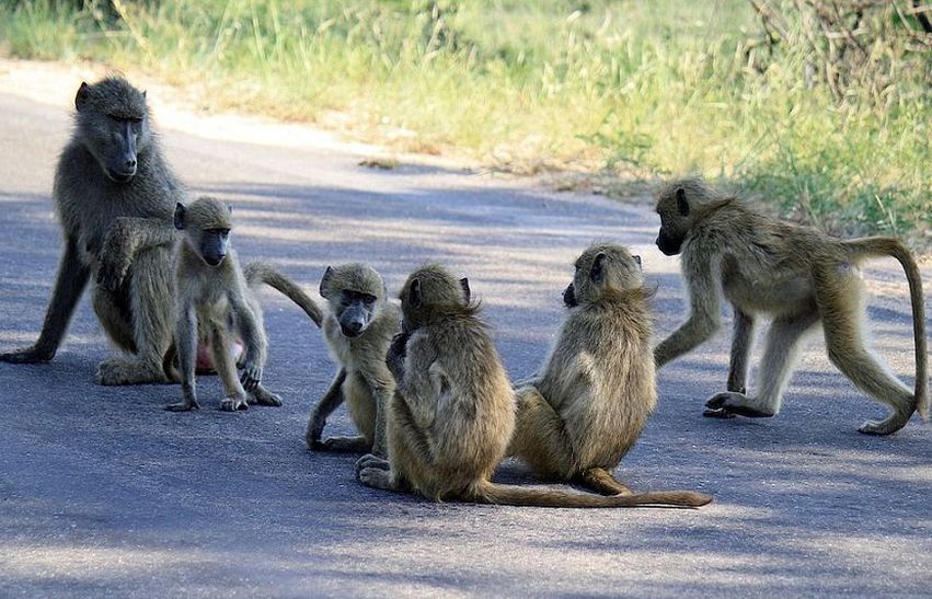 Death of monkeys