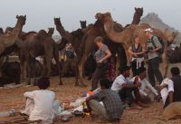 international pushkar fair lost their identity because lack of animals