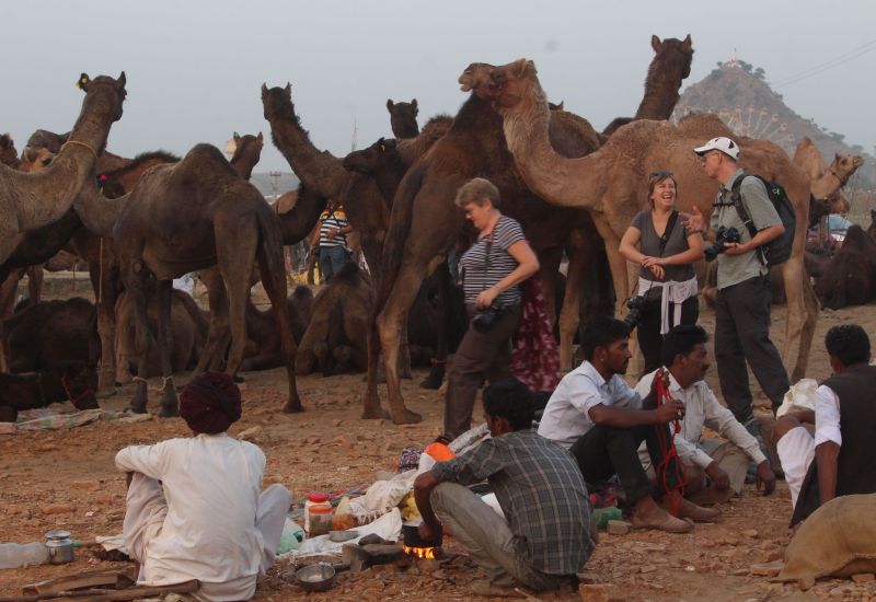 international pushkar fair lost their identity because lack of animals
