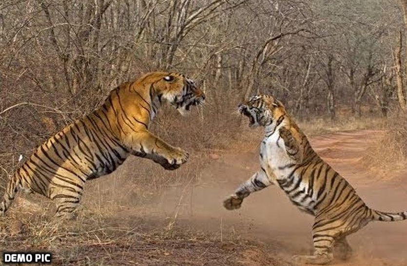 Life crisis of tigers in madhya pradesh