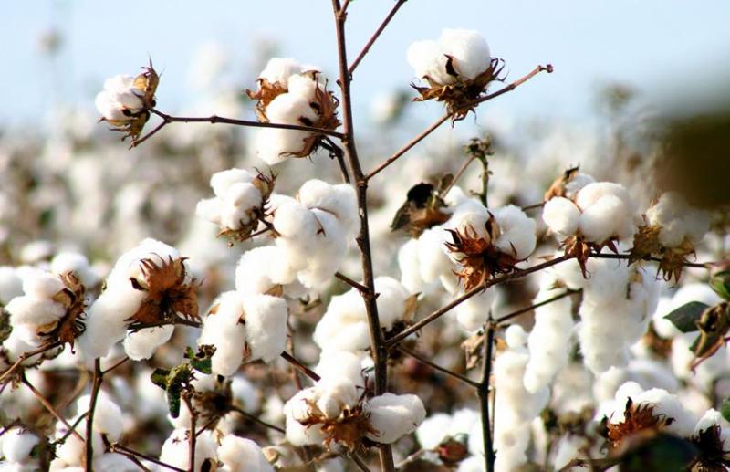 Cotton