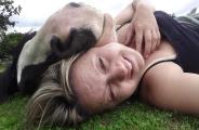 Cow Cuddling