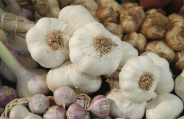 garlic