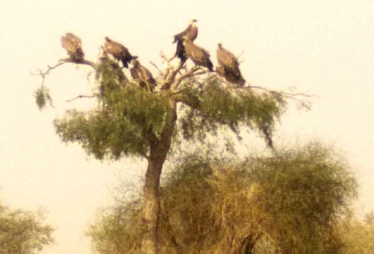 jaisalmer